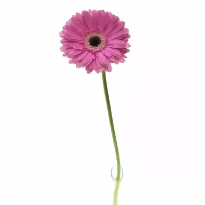 Gerbera GR DREAMER 10cm