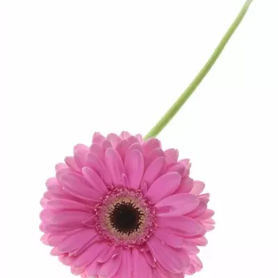 Gerbera GR DREAMER 10cm