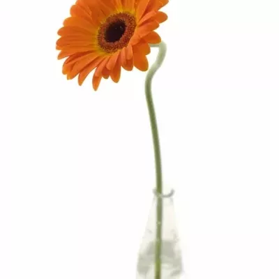 GERBERA GR DUTCH DESIGN