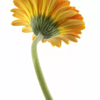 GERBERA GR DUTCH DESIGN