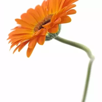 GERBERA GR DUTCH DESIGN