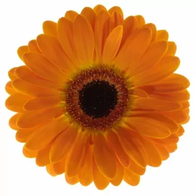 GERBERA GR DUTCH DESIGN