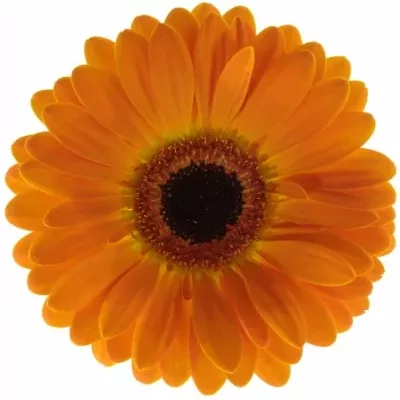 GERBERA GR DUTCH DESIGN