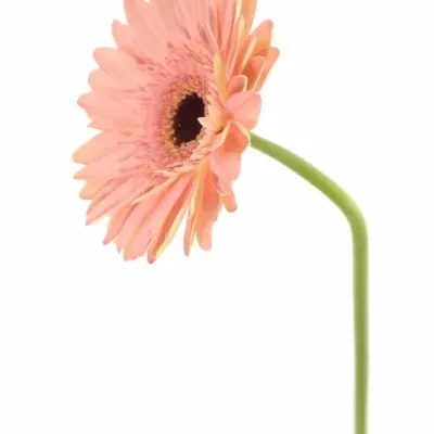 GERBERA GR DUTCH DIVA