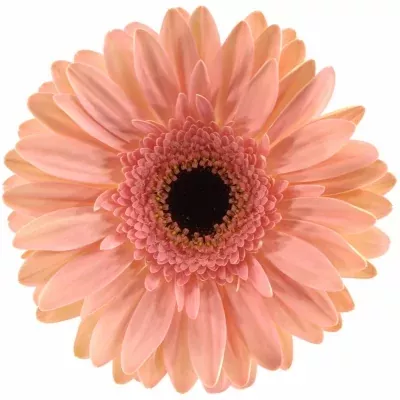 GERBERA GR DUTCH DIVA