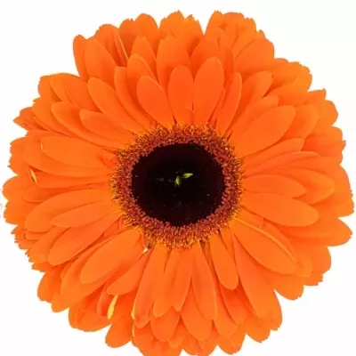 Gerbera GR DUTCH PRIDE 10cm