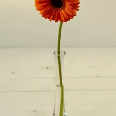 Gerbera GR DUTCH PRIDE 10cm