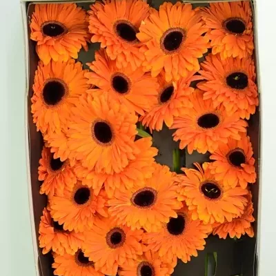 Gerbera GR DUTCH PRIDE 10cm