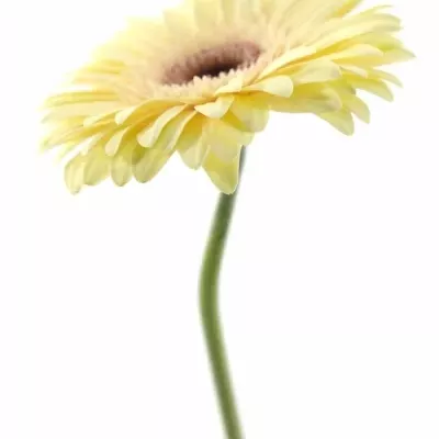 Gerbera GR ECLAIR