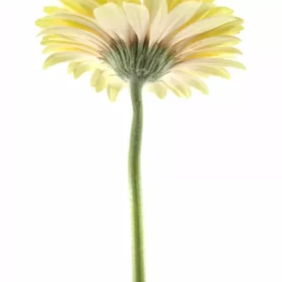 Gerbera GR ECLAIR