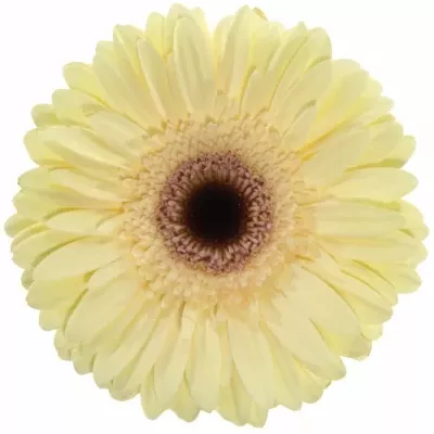 Gerbera GR ECLAIR