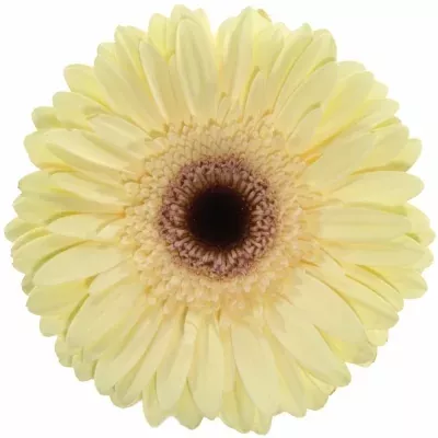 Gerbera GR ECLAIR