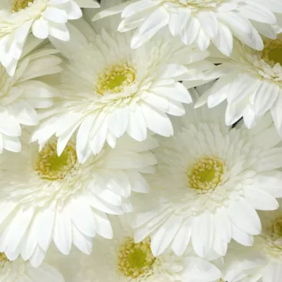 Gerbera GR EDELWEISS 10cm