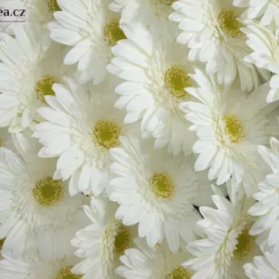 Gerbera GR EDELWEISS 10cm