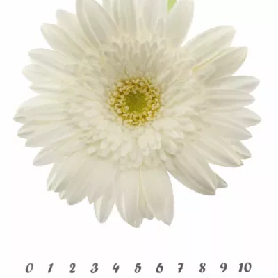 Gerbera GR EDELWEISS 10cm