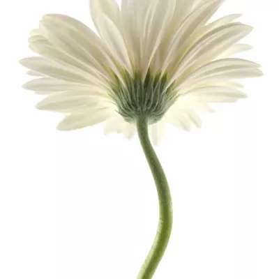 Gerbera GR EDELWEISS 10cm