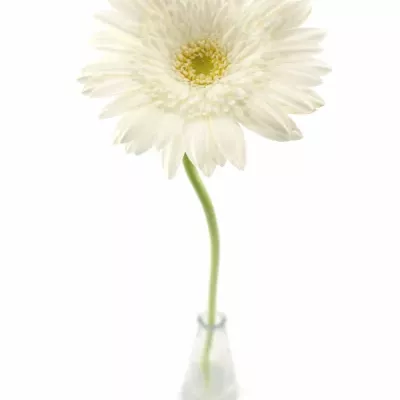 Gerbera GR EDELWEISS 10cm