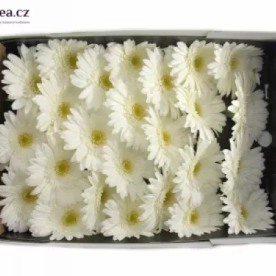 Gerbera GR EDELWEISS 10cm