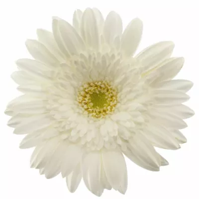 Gerbera GR EDELWEISS 10cm