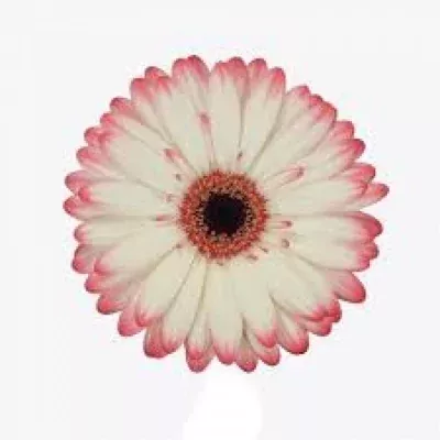 Gerbera GR ELECTRA 10cm