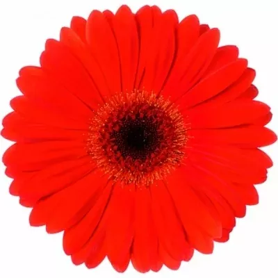 Gerbera GR EROS 10cm