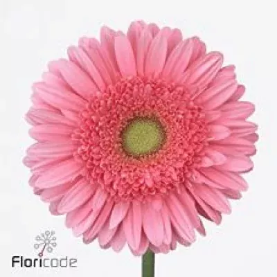 Gerbera GR ESMARA