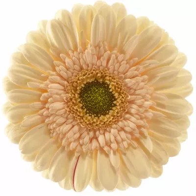 Gerbera GR ESTATE 10cm