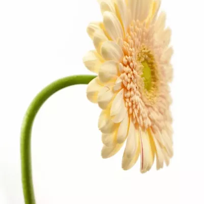 Gerbera GR ESTATE 10cm