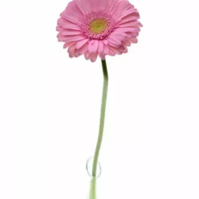 Gerbera GR EVI 11cm