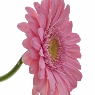 Gerbera GR EVI 11cm