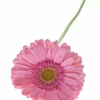 Gerbera GR EVI 11cm