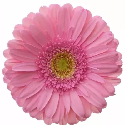 Gerbera GR EVI 11cm