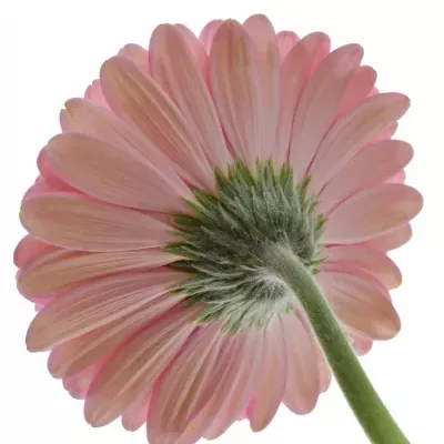 Gerbera GR EVI 11cm