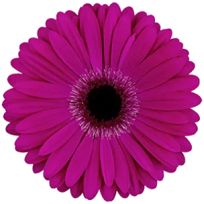 Gerbera GR EXPRESS 10cm