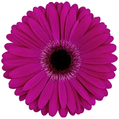 Gerbera GR EXPRESS 10cm