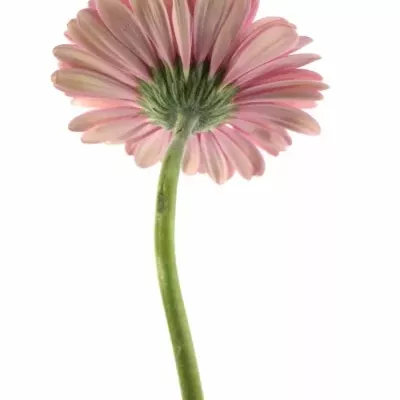 Gerbera GR FAIRLADY