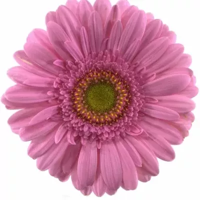 Gerbera GR FAIRLADY