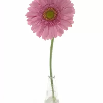 Gerbera GR FAIRLADY