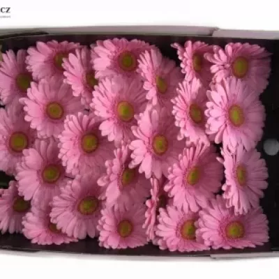 Gerbera GR FAIRLADY