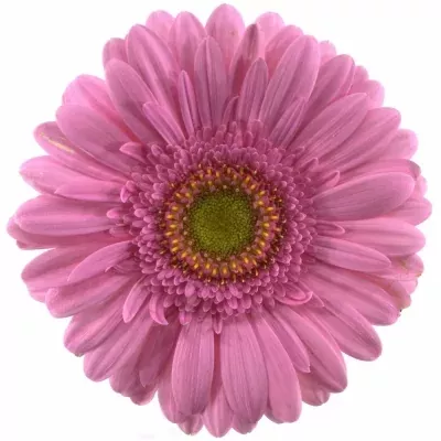 Gerbera GR FAIRLADY 10 cm