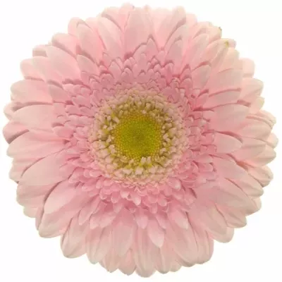 Gerbera GR FEM 10cm