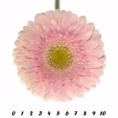 Gerbera GR FEM 10cm