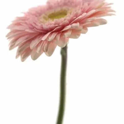 Gerbera GR FEM 10cm