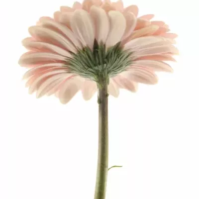 Gerbera GR FEM 10cm