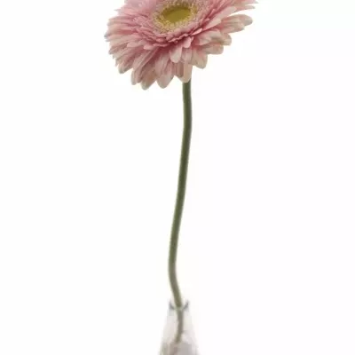 Gerbera GR FEM 10cm