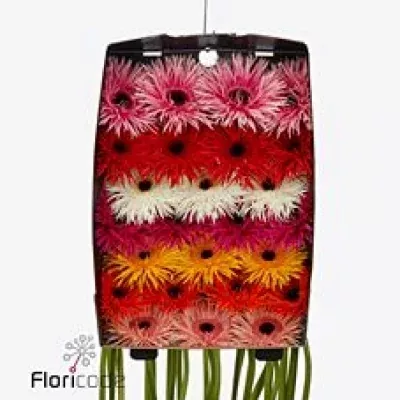 Gerbera GR FIREWORX MIX