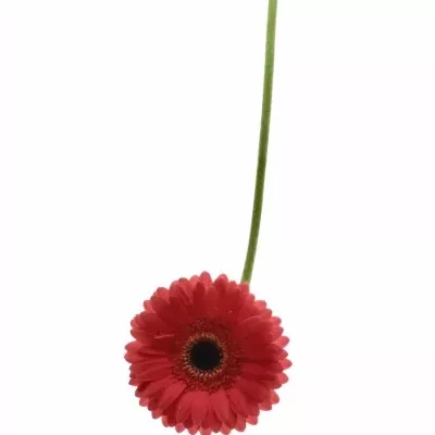 Gerbera GR FIVE STAR 10cm