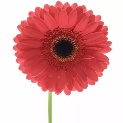 Gerbera GR FIVE STAR 10cm