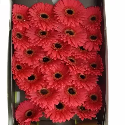 Gerbera GR FIVE STAR 10cm