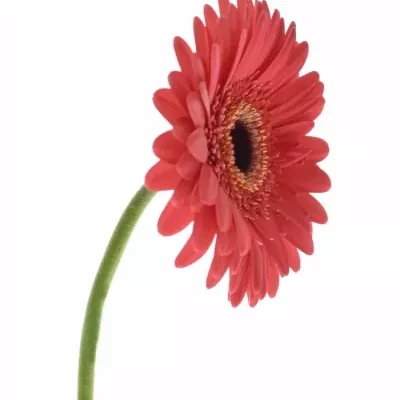 Gerbera GR FIVE STAR 10cm